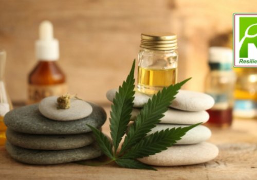 Alla scoperta dell'Olio di Cbd