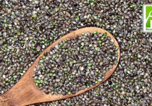 Canapa alimentare: benessere a tavola per tutti